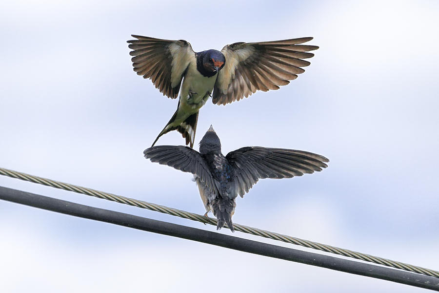 Swallow Photograph - Expecting me to be fed by Goyo Ambrosio