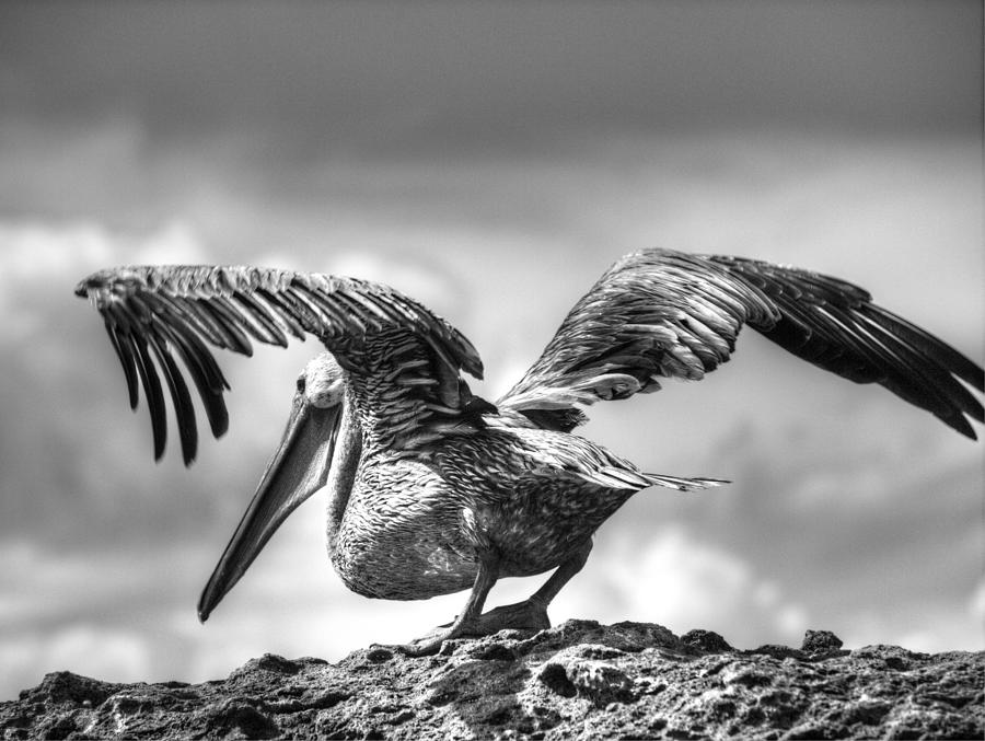 Expecting to Fly Photograph by Joe Schofield Expecting to Fly Photograph by Joe Schofield