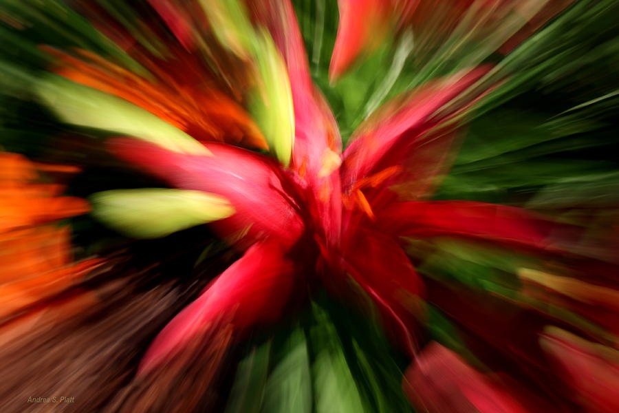 Exploding Lily Photograph by Andrea Platt