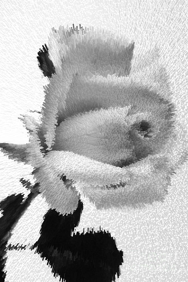 Exploding Rose flower in Black and White Sepia 3189.01 Photograph by M K Miller