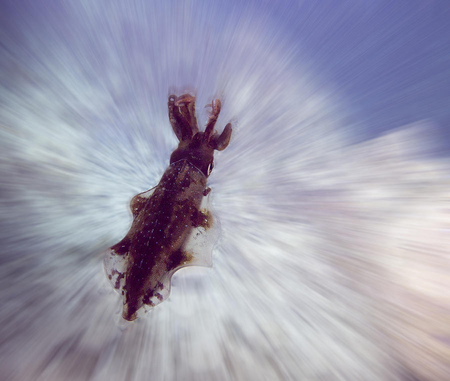 Grand Cayman Photograph - Exploding Squid by Jean Noren
