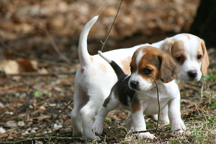 Exploring Beagle Pups Photograph by Neal Eslinger