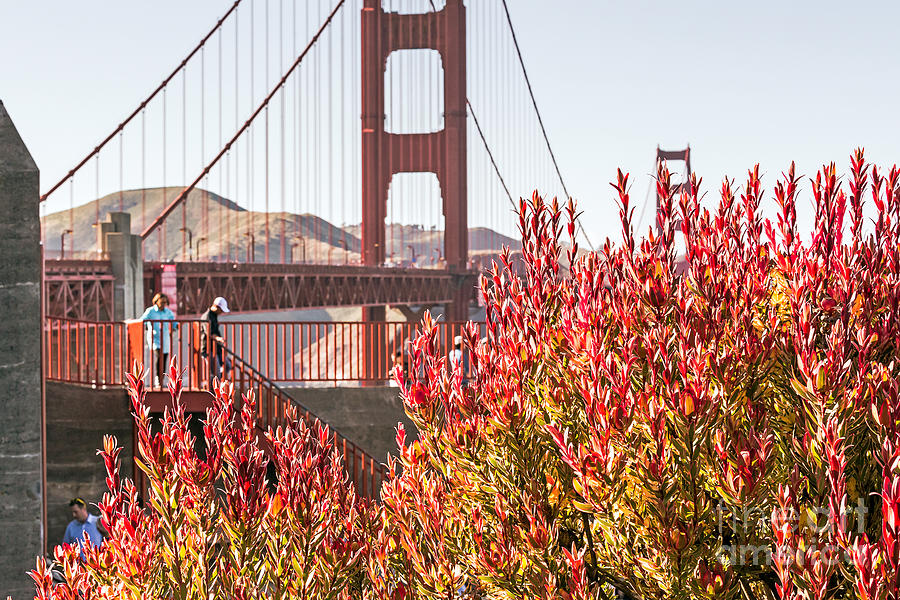 Exploring the Golden Gate Bridge Photograph by Kate Brown