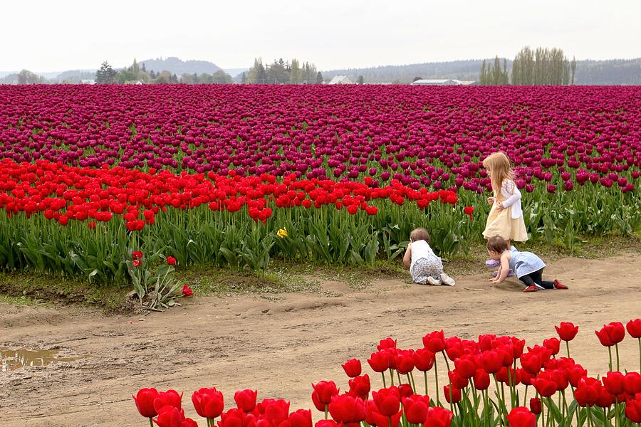 Exploring the Tulip Fields Photograph by Jennifer Wheatley Wolf