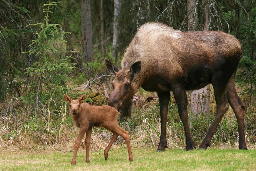 Exploring with Mom Photograph by Karen Jones - Fine Art America