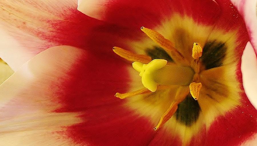 Explosion of Color Photograph by Bruce Bley