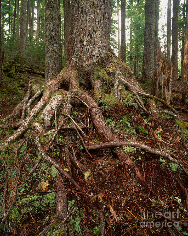 Exposed Rain Forest Roots Photograph by Tracy Knauer