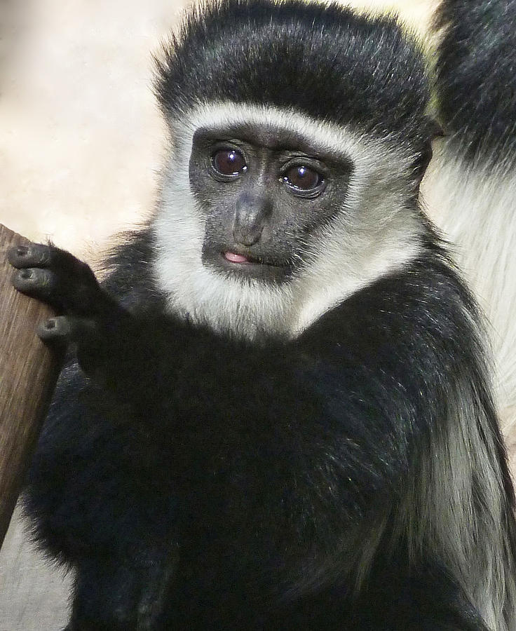 Expressive Eyes Of A Young Colobus  Photograph by Margaret Saheed