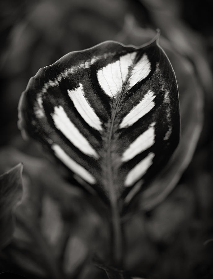 Expressive Leaf Photograph by Robert Woodward