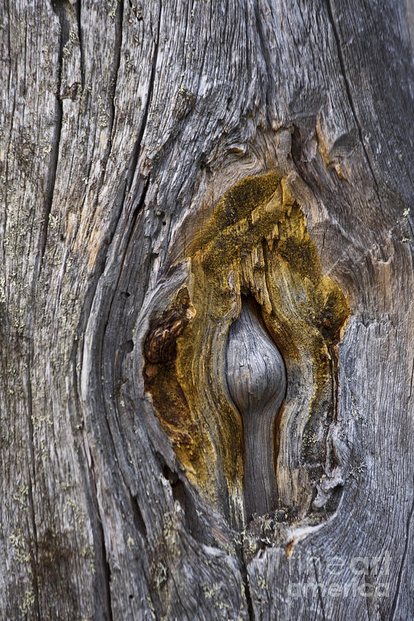 Expressive Trunk Photograph by Heiko Koehrer-Wagner