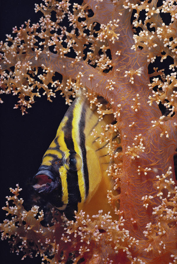 Exquisite Butterflyfish Photograph by Jeff Rotman