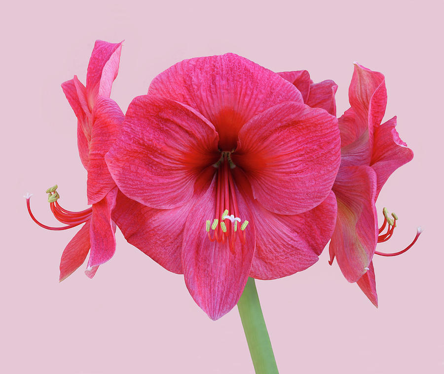 Exquisite Large Pink Amaryllis Flowers Photograph by Rosemary Calvert