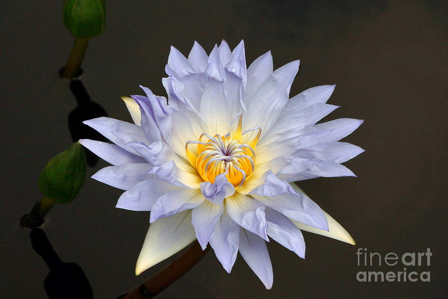 Exquisite Lavender Waterlily Photograph by Byron Varvarigos