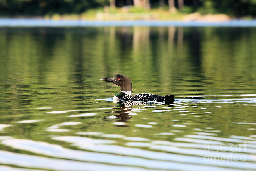 Exquisite Loon Photograph by Stan Reckard