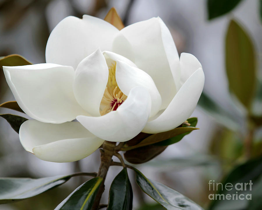 Exquisite Magnolia Photograph by Sabrina L Ryan