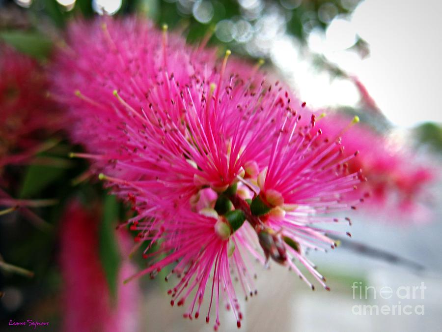 Exquisite Pink Bottle Brush Photograph by Leanne Seymour