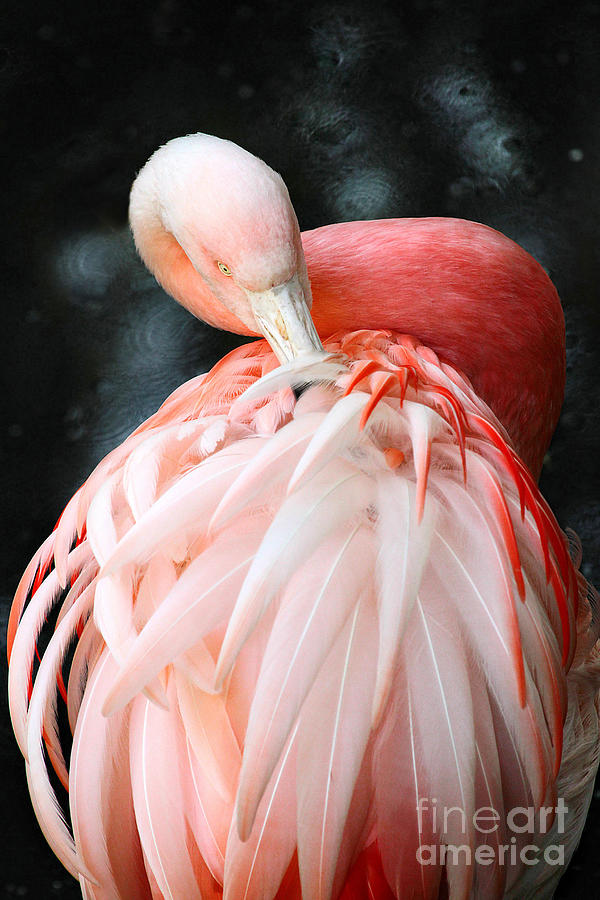 Flamingo Photograph - Exquisite Pink Flamingo #2 by Lisa Cockrell