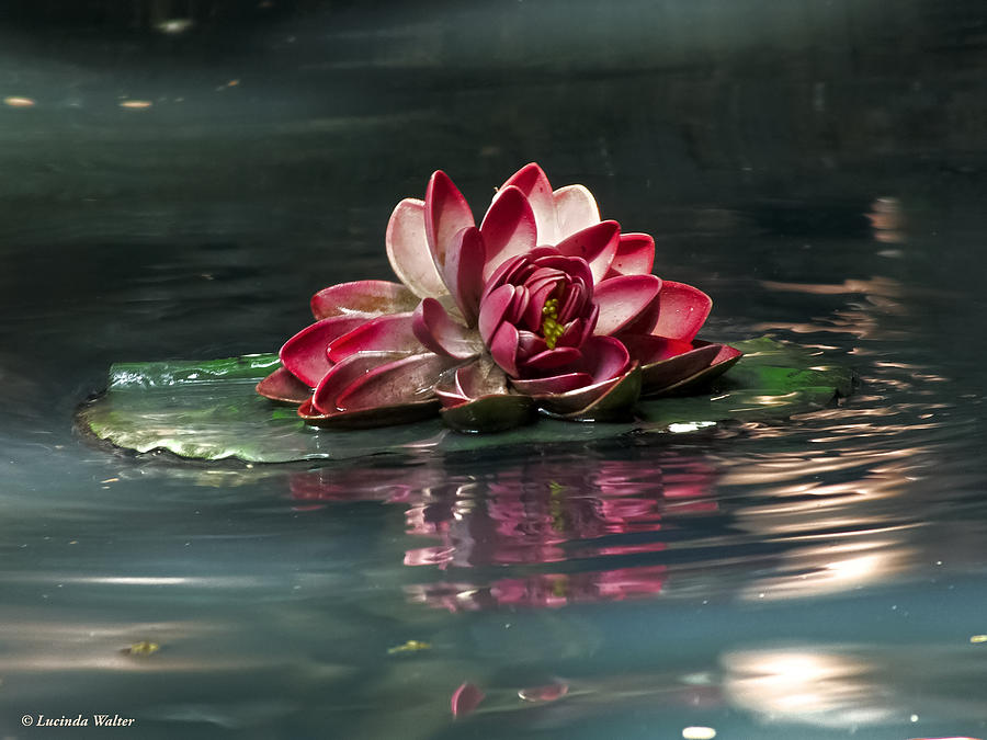 Exquisite Water Flower  Photograph by Lucinda Walter