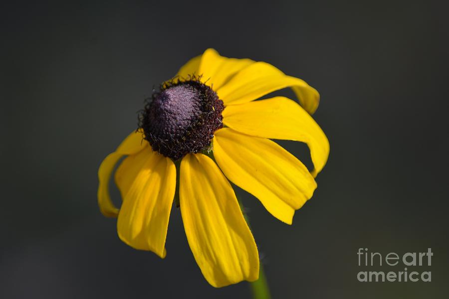 Nature Photograph - Exquisite Yellow Flower Petals by Patricia Twardzik