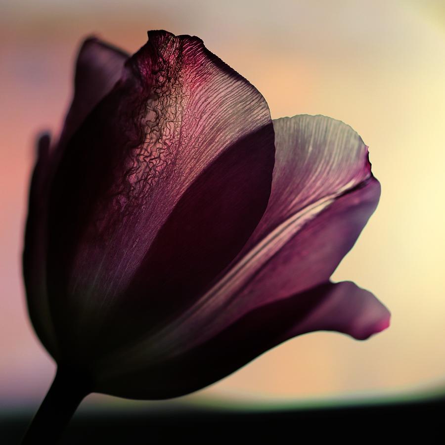 Tulip Photograph - Exquisitely Fine by Shirley Sirois