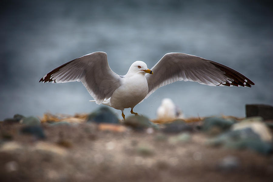 Seagull Photograph - Extended  by Karol Livote