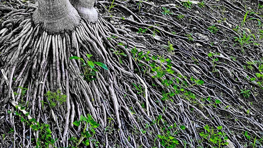 Extended Roots Photograph by Sandra Pena de Ortiz
