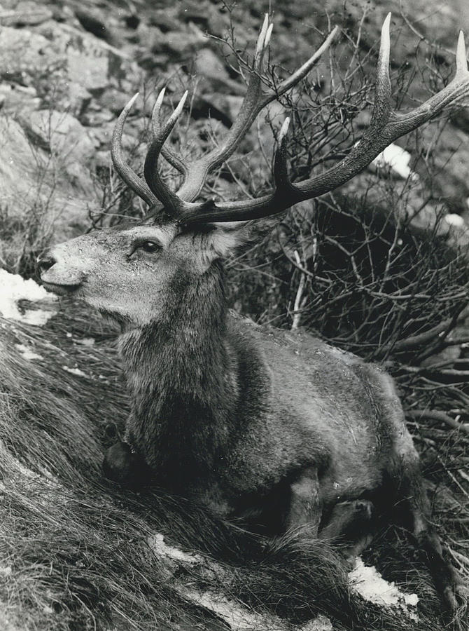 Extermination of the Deers in the Swiss National Park Photograph by Retro Images Archive