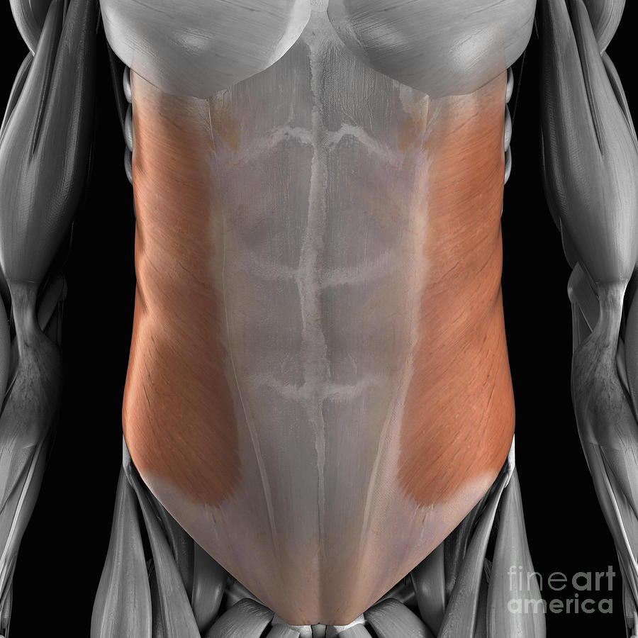 External Oblique Muscle Photograph by Science Picture Co