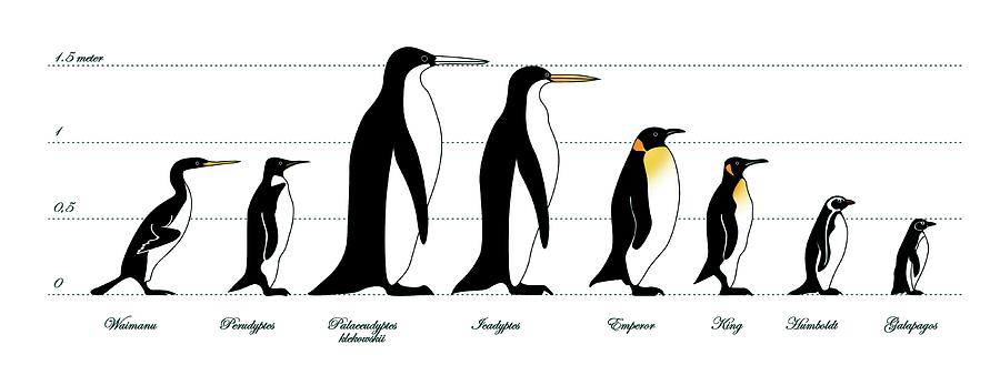 Prehistoric Photograph - Extinct And Living Penguin Comparison by Claus Lunau