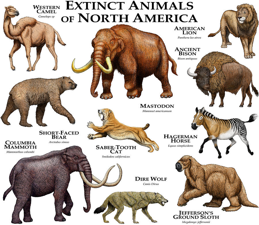 Extinct Animals Of North America Photograph by Roger Hall - Fine Art America
