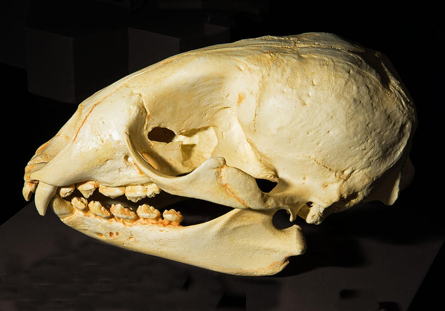 Extinct Caribbean Monk Seal Skull Photograph by Millard H. Sharp