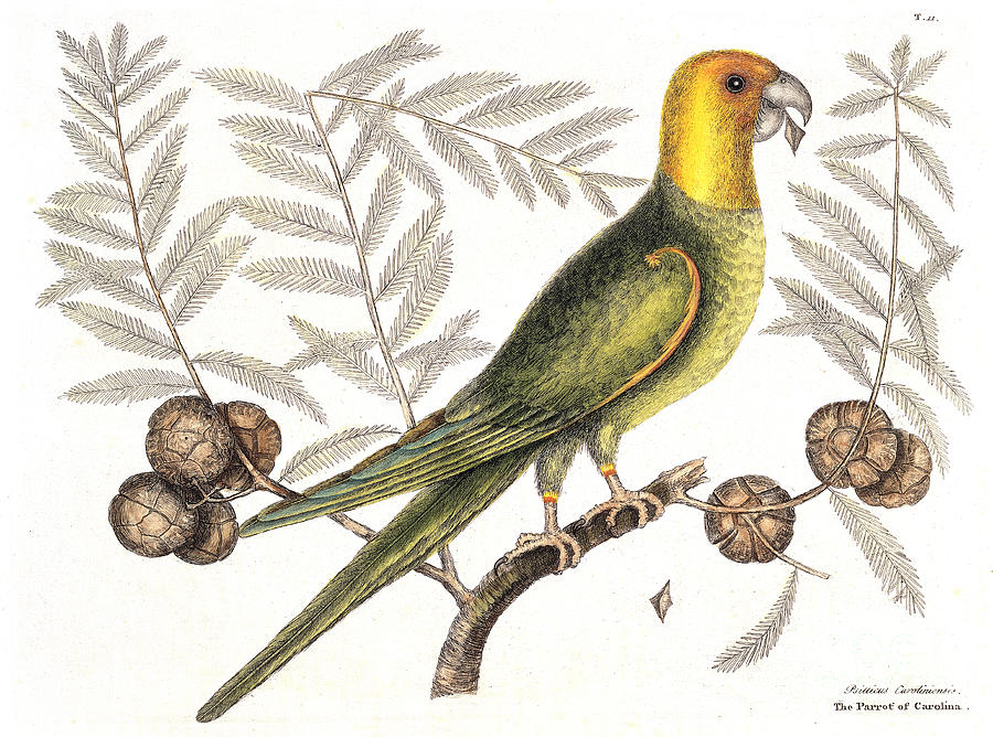 Extinct Carolina Parakeet, 1731 Photograph by Wellcome Images