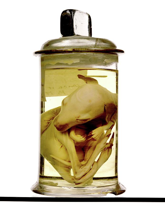 Still Life Photograph - Extinct Wallaby Specimen by Ucl, Grant Museum Of Zoology