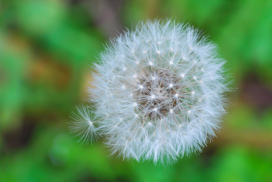 Extra Little Dandelion Wish Photograph by Terry DeLuco