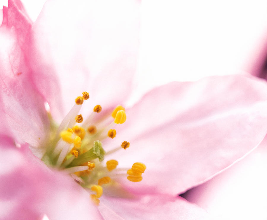 Still Life Photograph - Extreme Close Up Of Cherry Blossom by Panoramic Images