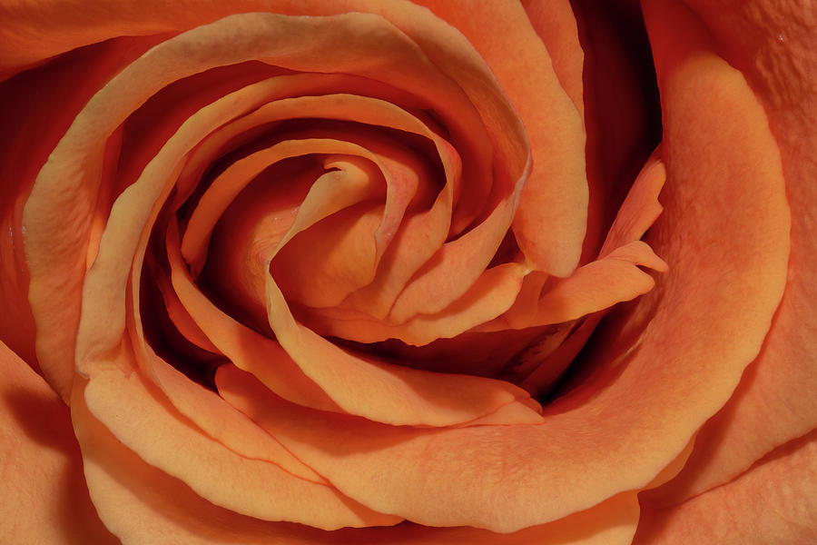 Extreme Close-up Of Coral Coloured Rose Photograph by Robert George Young