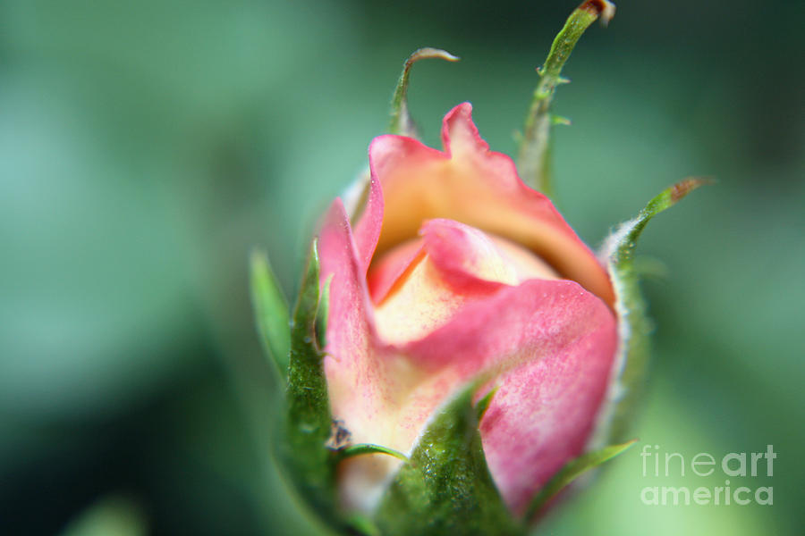 Flowers Still Life Photograph - Extreme Close-up Rose Bud by ChelsyLotze International Studio