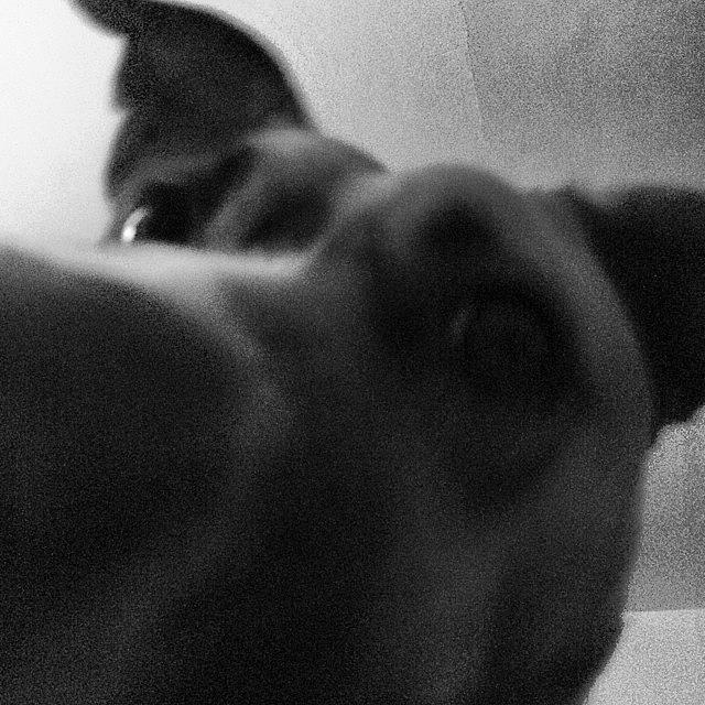 Dog Photograph - Extreme Close Up/extra Nosey by Theo M