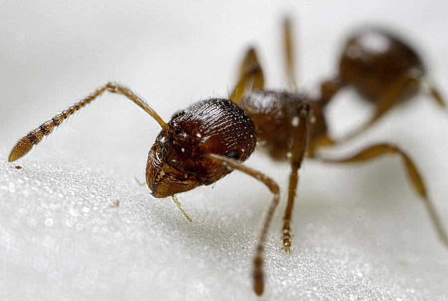 Animal Photograph - Extreme Macro Ant by Mr Bennett Kent
