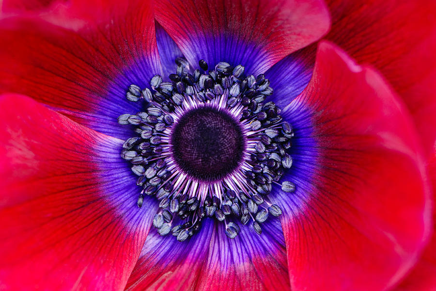 Extreme macro of a red anemone poppy Photograph by OGphoto