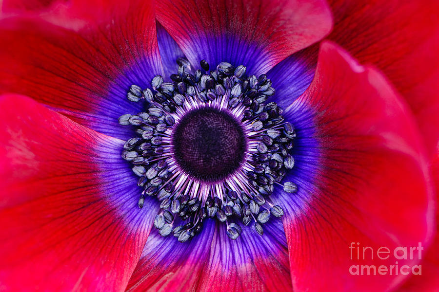 Extreme macro of a red anemone poppy Photograph by Oscar Gutierrez