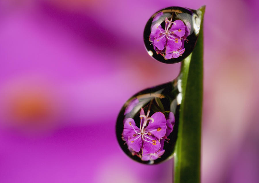Extreme Macro View Of Fireweed Bloom Photograph by Marion Owen