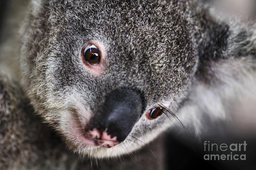 Koala Photograph - EYE am watching you - Koala by Kaye Menner