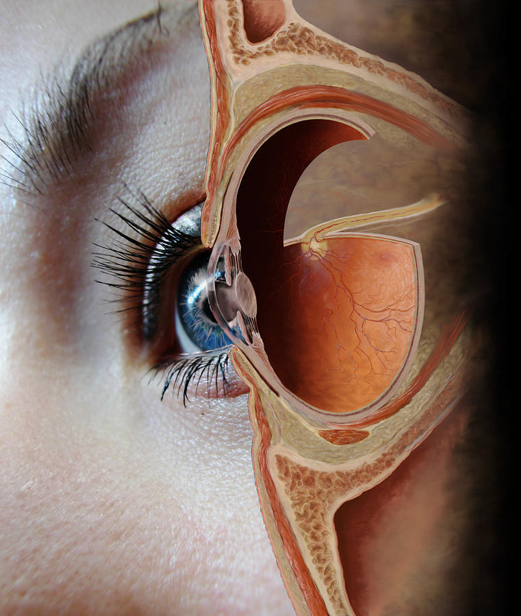 Eye Photograph by Anatomical Travelogue