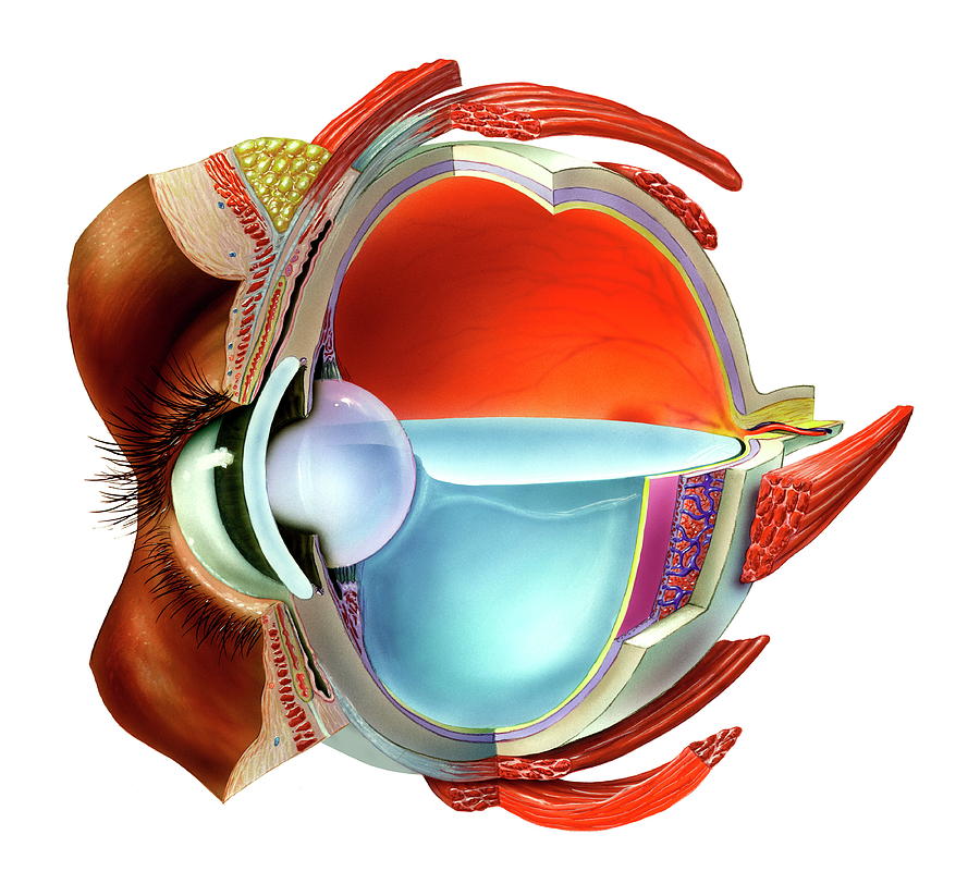 Eye Anatomy Photograph by Bo Veisland/science Photo Library