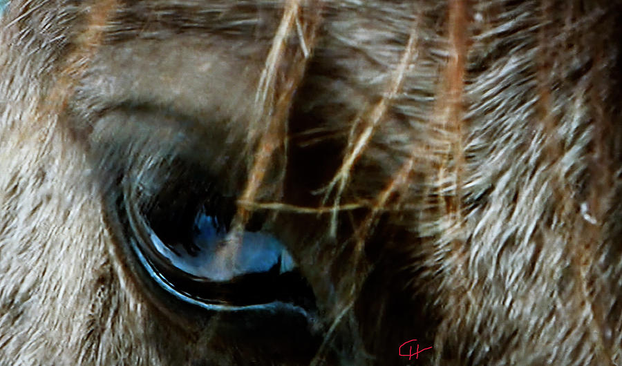 Horse Photograph - Eye  Beyond Horse Communication  by Colette V Hera Guggenheim