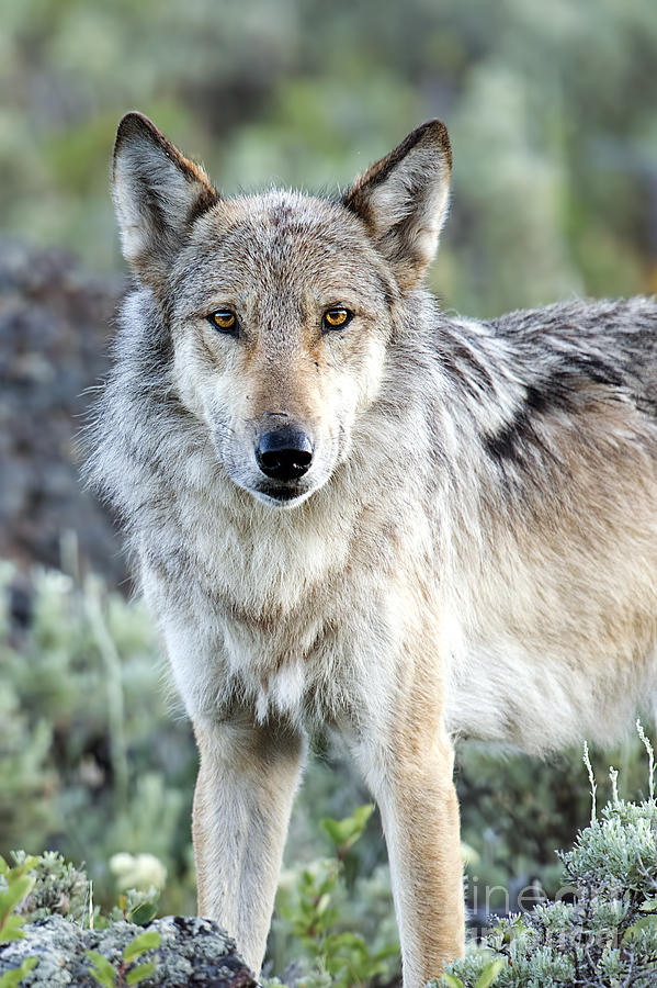 Eye Contact with a Gray Wolf Photograph by Deby Dixon