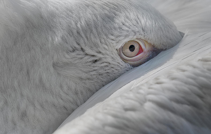Pelican Photograph - Eye by C.s. Tjandra