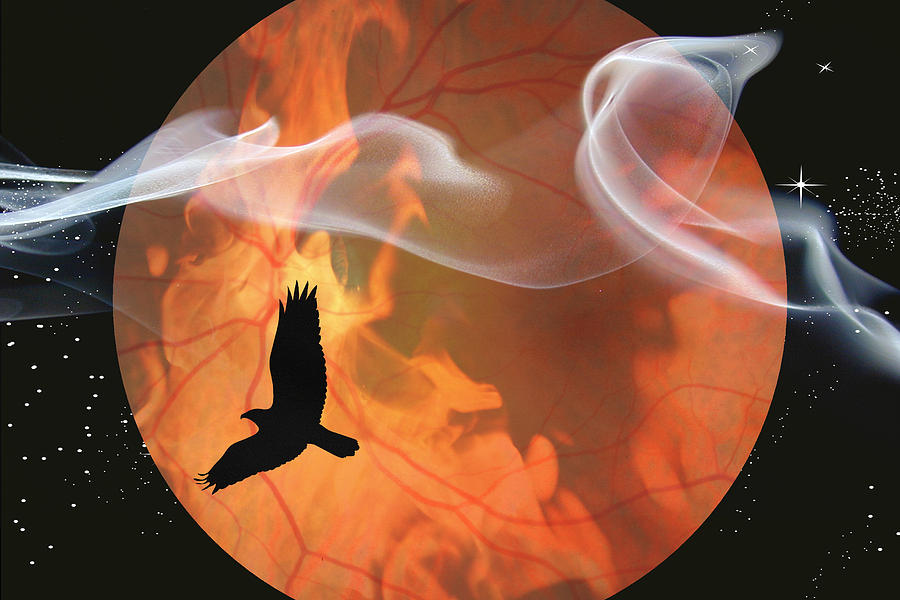 Hawk Digital Art - Eye in the Sky by John Haldane