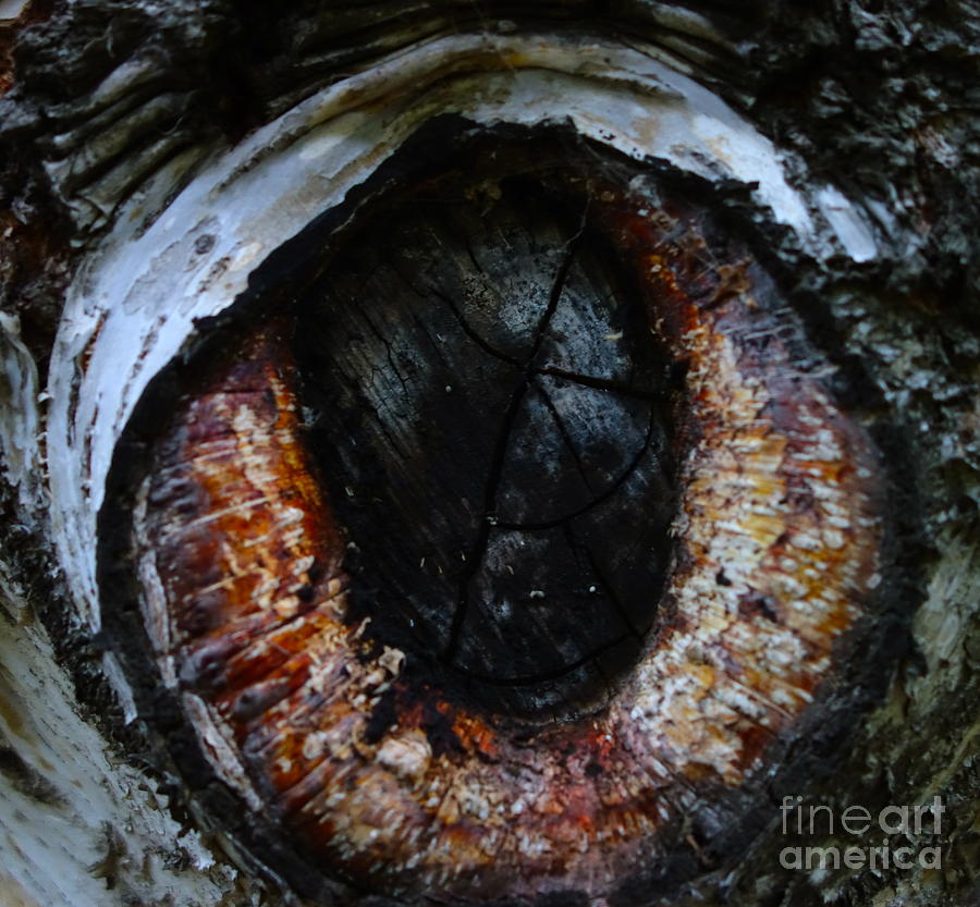 Iris Photograph - Eye In The Tree 2 by Jacqueline Athmann
